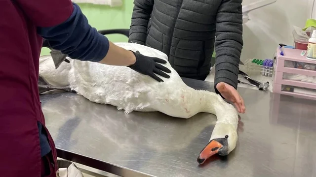 Чернігівський волонтер врятував білого лебедя