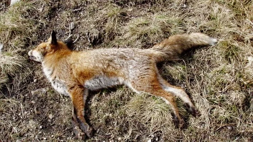 12 лисиць та борсук загинули внаслідок обриву електроліній на Чернігівщині